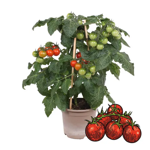 Junai.nl Tomaatplant Zalova | 20 cm hoog | 10 cm pot