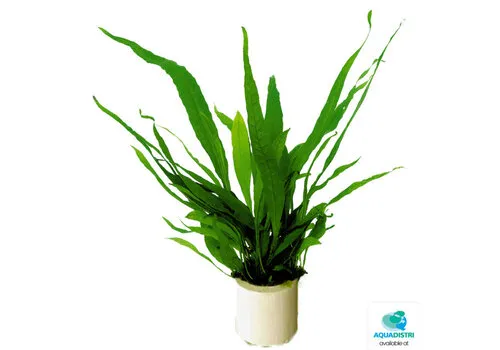 Aquafleur Microsorum Pteropus | Javavaren | in Terracotta Ring