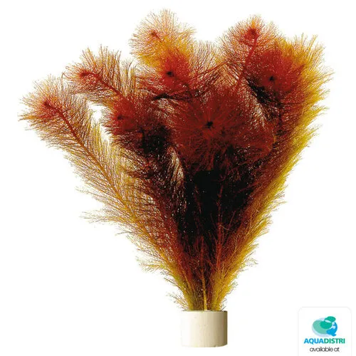 Aquafleur Myriophyllum Mattagrossense | Aarvederkruid | in Terracotta Ring