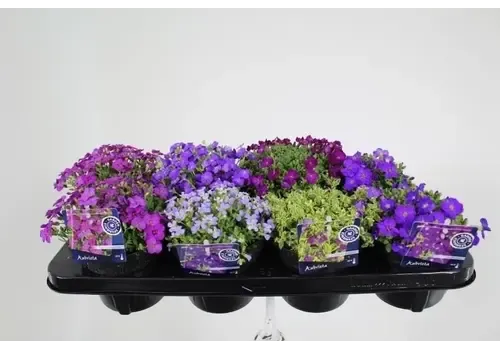 Junai.nl Aubrieta | Blauwkussen mix (gemengde kleuren) | 9 cm pot | ca. 10 cm hoog | per stuk
