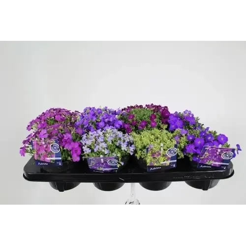 Junai.nl Aubrieta | Blauwkussen mix (gemengde kleuren) | 9 cm pot | ca. 10 cm hoog | per stuk