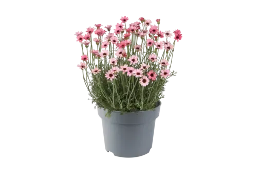 Junai.nl Rhodanthemum hosmariense Zagora | roze | 13 cm pot | ca. 15 cm hoog