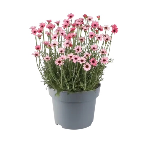 Junai.nl Rhodanthemum hosmariense Zagora | roze | 13 cm pot | ca. 15 cm hoog