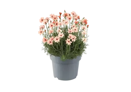 Junai.nl Rhodanthemum hosmariense Zagora oranje | 12 cm pot | ca. 15 cm hoog