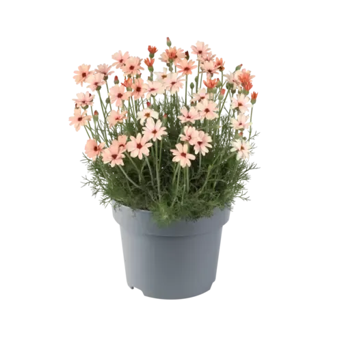 Junai.nl Rhodanthemum hosmariense Zagora oranje | 12 cm pot | ca. 15 cm hoog
