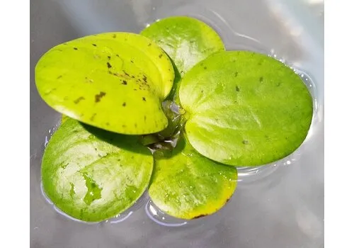 Aquaflora Limnobium Lavaegatum | Kikkerbeet | Los