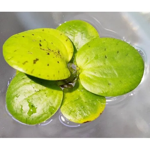 Aquaflora Limnobium Lavaegatum | Kikkerbeet | Los