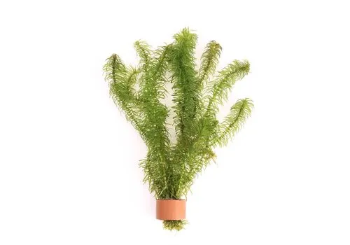 Moerings Najas | Nimfkruid | In Terracotta Ring