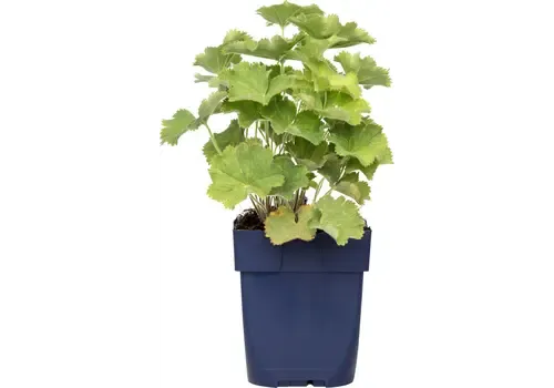 Junai.nl Alchemilla mollis (vrouwenmantel) | In 12 cm pot |