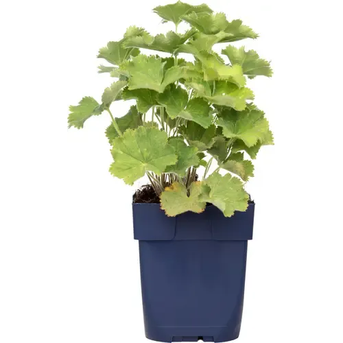 Junai.nl Alchemilla mollis (vrouwenmantel) | In 12 cm pot |