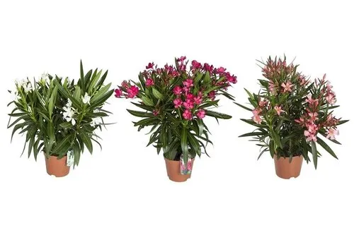Junai.nl Nerium oleander | 25 cm hoog | 9 cm pot | mix kleuren | per stuk