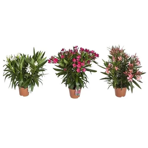 Junai.nl Nerium oleander | 25 cm hoog | 9 cm pot | mix kleuren | per stuk