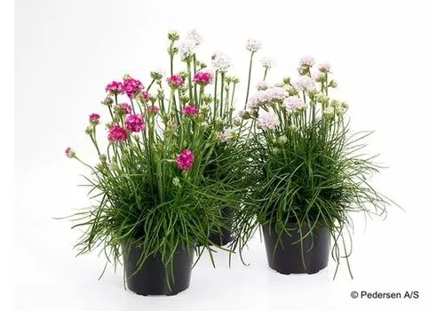 Junai.nl Armeria maritima gemengde kleuren | 12 cm pot | ca. 10 cm hoog
