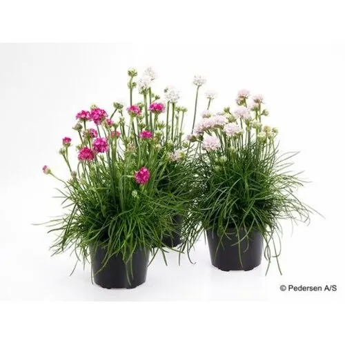 Junai.nl Armeria maritima gemengde kleuren | 12 cm pot | ca. 10 cm hoog