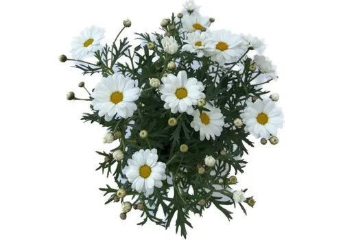 Junai.nl Argyranthemum frutescens (struikmargriet) | 11 cm pot | Hoogte 11 cm