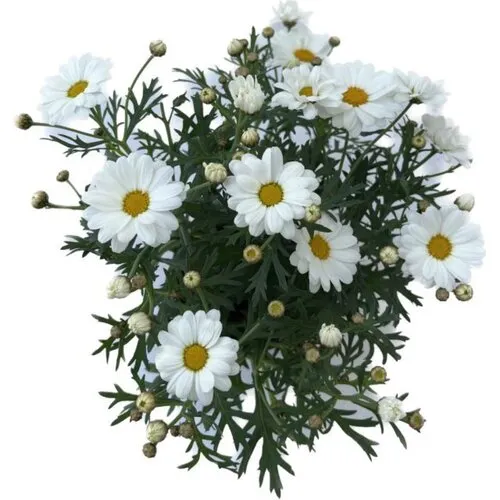 Junai.nl Argyranthemum frutescens (struikmargriet) | 11 cm pot | Hoogte 11 cm