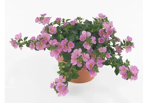 Junai.nl Sutera Big Pink Falls | 10 cm pot | ca. 10–20 cm hoog