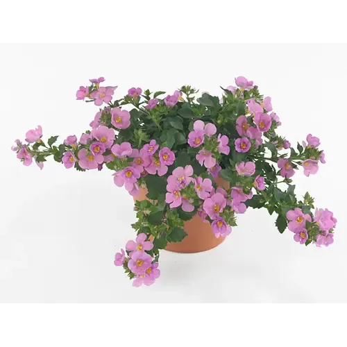 Junai.nl Sutera Big Pink Falls | 10 cm pot | ca. 10–20 cm hoog