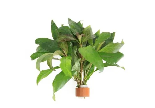 Moerings Nomaphila Siamensis | In Terracotta Ring