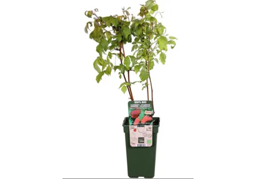 Junai.nl Rubus idaeus Primeberry Autumn Happy | Framboos bio | 13 cm pot | 75 cm hoog