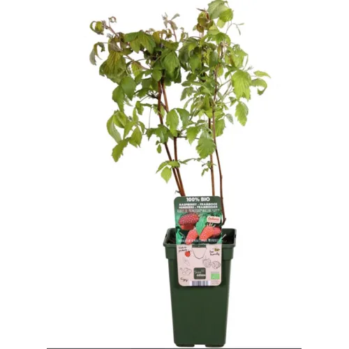 Junai.nl Rubus idaeus Primeberry Autumn Happy | Framboos bio | 13 cm pot | 75 cm hoog
