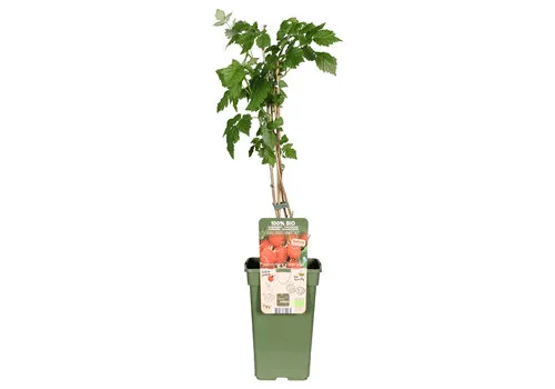 Junai.nl Rubus idaeus Summer Chef® BIO | 75 cm hoog | 13 cm pot