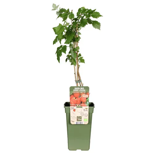 Junai.nl Rubus idaeus Summer Chef® BIO | 75 cm hoog | 13 cm pot
