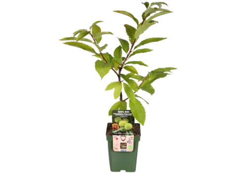 Junai.nl Castanea sativa | Tamme kastanje bio | 75 cm hoog | 13 cm pot