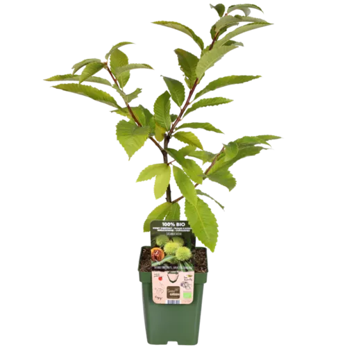 Junai.nl Castanea sativa | Tamme kastanje bio | 75 cm hoog | 13 cm pot