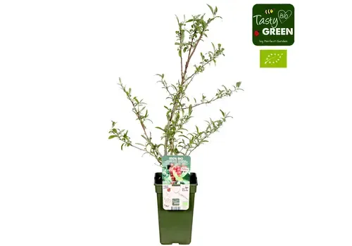 Junai.nl Elaeagnus umbellata Pointilla Amoroso Bio | 75 cm hoog | 13 cm pot