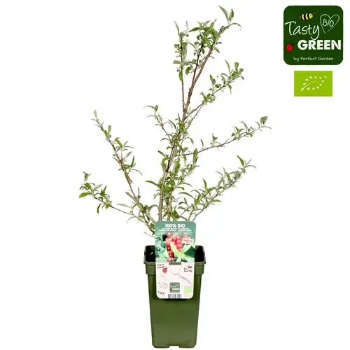 Junai.nl Elaeagnus umbellata Pointilla Amoroso Bio | 75 cm hoog | 13 cm pot