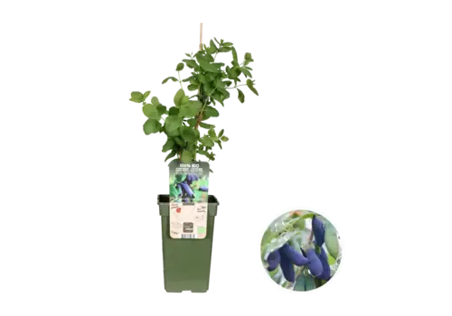 Junai.nl Lonicera kamtschatica ‘Duet’ | Honingbes (Bio) | 75 cm hoog | 13 cm pot