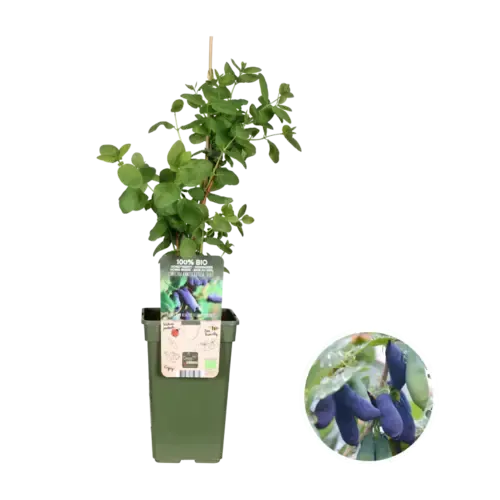 Junai.nl Lonicera kamtschatica ‘Duet’ | Honingbes (Bio) | 75 cm hoog | 13 cm pot