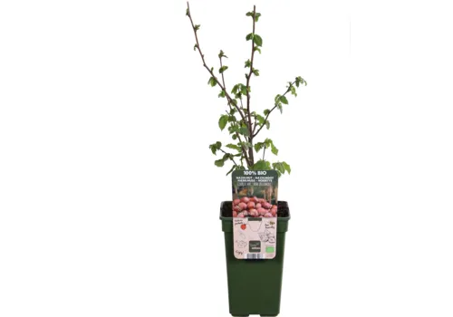 Junai.nl Corylus avellana | Rode Zellernoot (bio) | 75 cm hoog | 13 cm pot