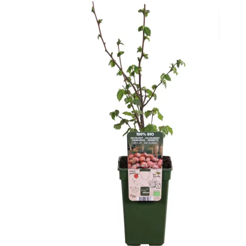 Junai.nl Corylus avellana | Rode Zellernoot (bio) | 75 cm hoog | 13 cm pot