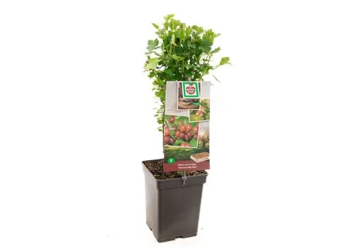 Junai.nl Ribes uva crispa Green | Kruisbes | 50 cm hoog | 10 cm pot