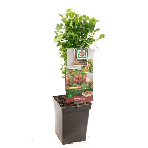 Junai.nl Ribes uva crispa Green | Kruisbes | 50 cm hoog | 10 cm pot