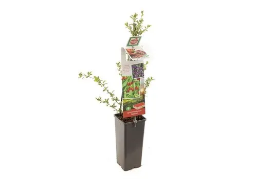Junai.nl Boksdoorn Gojibes | Lycium barbarum | 50 cm hoog | 10 cm pot