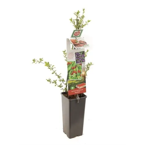 Junai.nl Boksdoorn Gojibes | Lycium barbarum | 50 cm hoog | 10 cm pot