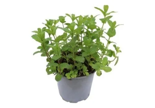 Junai.nl Marokkaanse munt | 10 cm pot | ±15 cm hoog