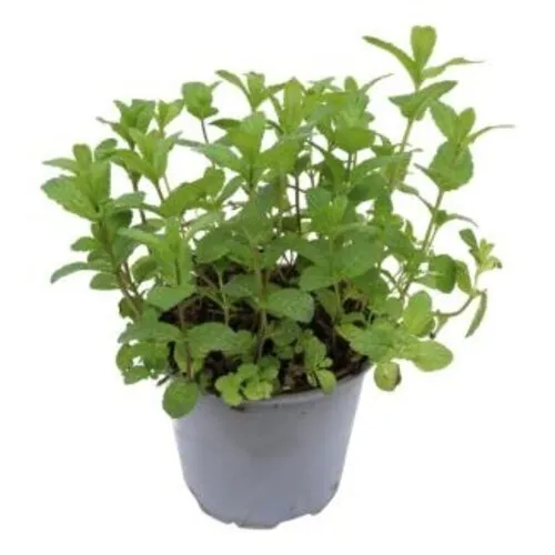 Junai.nl Marokkaanse munt | 10 cm pot | ±15 cm hoog