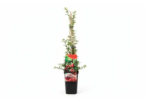 Junai.nl Vaccinium macrocarpon ‘Early Black’ | Cranberry (veenbes) | 75 cm hoog | 10 cm pot