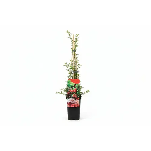 Junai.nl Vaccinium macrocarpon ‘Early Black’ | Cranberry (veenbes) | 75 cm hoog | 10 cm pot