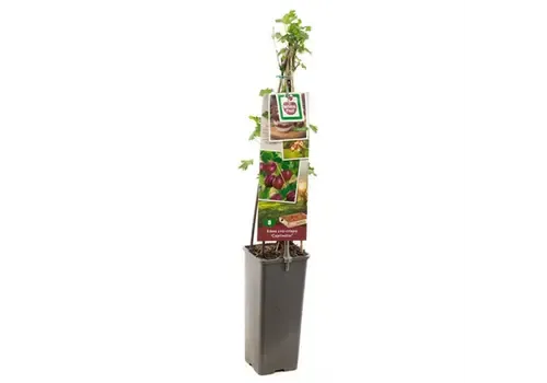 Junai.nl Lycium barbarum | Goji bes | 75 cm hoog | 10 cm pot