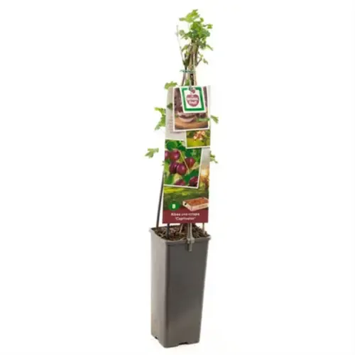 Junai.nl Lycium barbarum | Goji bes | 75 cm hoog | 10 cm pot