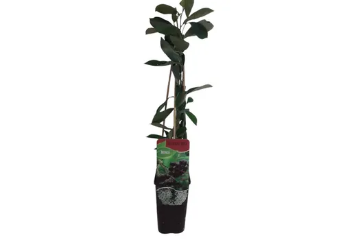 Junai.nl Aronia melanocarpa 'Hugin' | Zwarte appelbes | 75 cm hoog | 10 cm pot