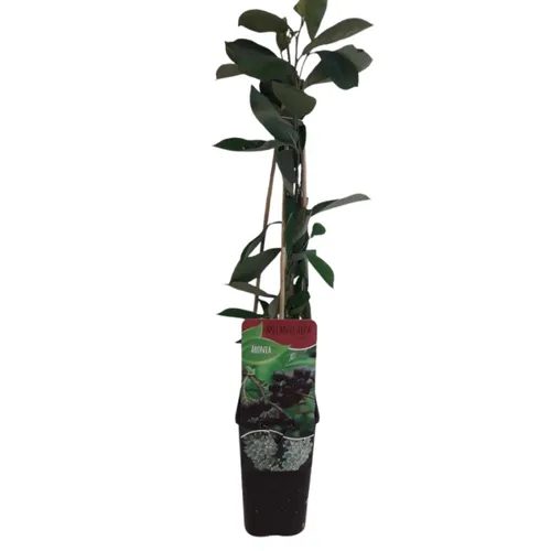 Junai.nl Aronia melanocarpa 'Hugin' | Zwarte appelbes | 75 cm hoog | 10 cm pot