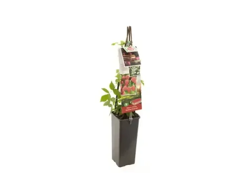 Junai.nl Rubus idaeus Malling Promise | Frambozenstruik | 75 cm hoog | 10 cm pot