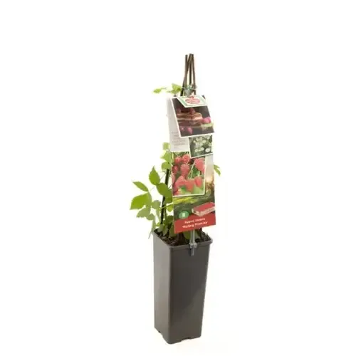 Junai.nl Rubus idaeus Malling Promise | Frambozenstruik | 75 cm hoog | 10 cm pot