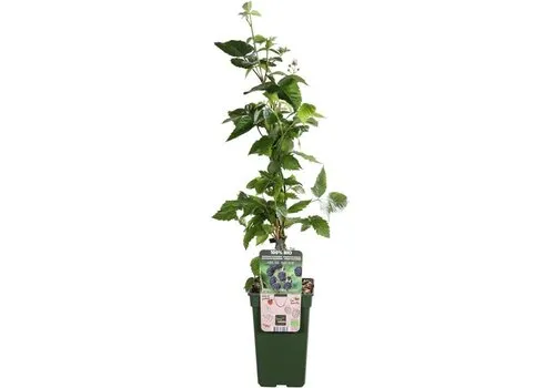 Junai.nl Rubus fruticosus ‘Black Satin’ | Braam | 75 cm hoog | 10 cm pot